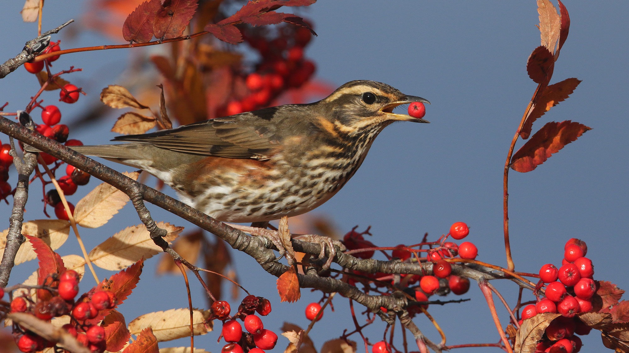 brown bird eating red berries from a tree in winter