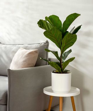 fiddle leaf fig in white pot on stool next to sofa