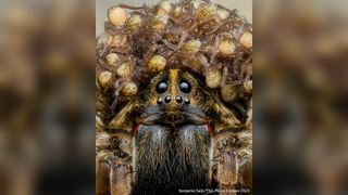Profile photo of a wolf spider carry her spiderling babies on her head.