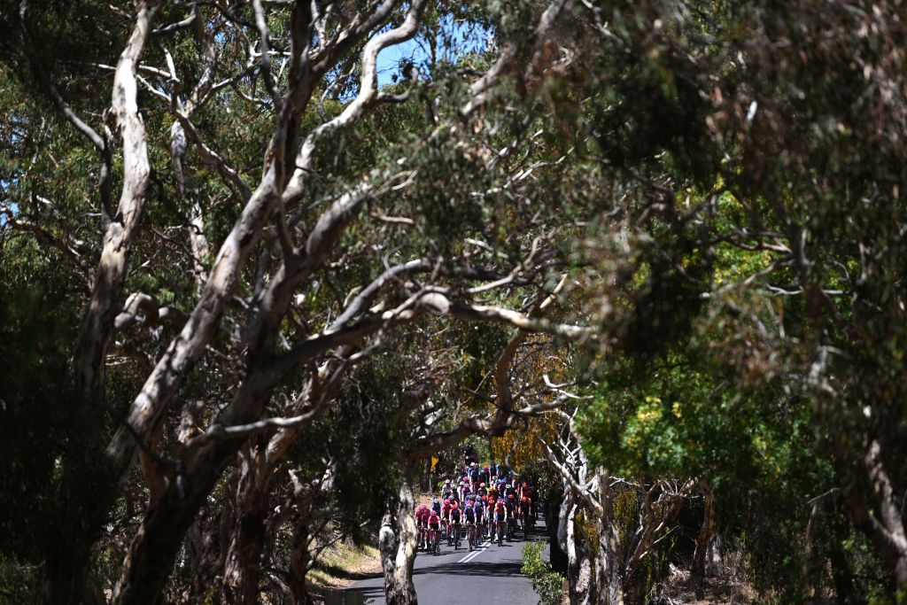 WILLUNGA HILL AUSTRALIA JANUARY 18 A general view of the peloton competing during the 9th Santos Womens Tour Down Under 2025 Stage 2 a 115km stage from Unley to Willunga Hill 370m on January 18 2025 in Willunga Hill Australia Photo by Dario BelingheriGetty Images