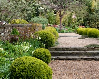 rosemary alexander spring garden with gravel path, box balls, tulips and garden bench