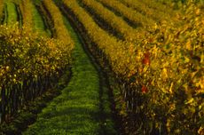 Austrian wine style guide