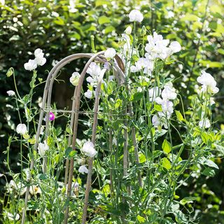 gardn with white flowers and green plants