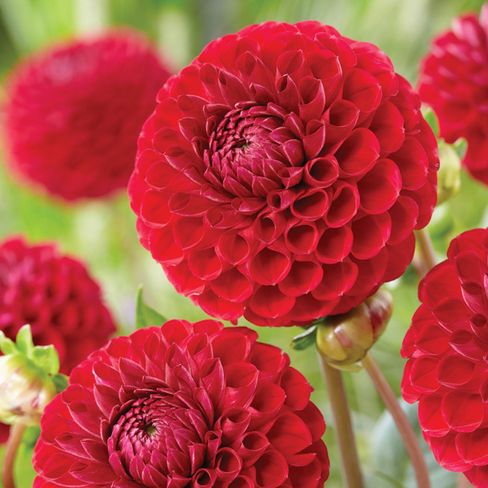 Cornel Dahlia Tubers