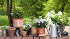 potted flowers and plants and garden tools