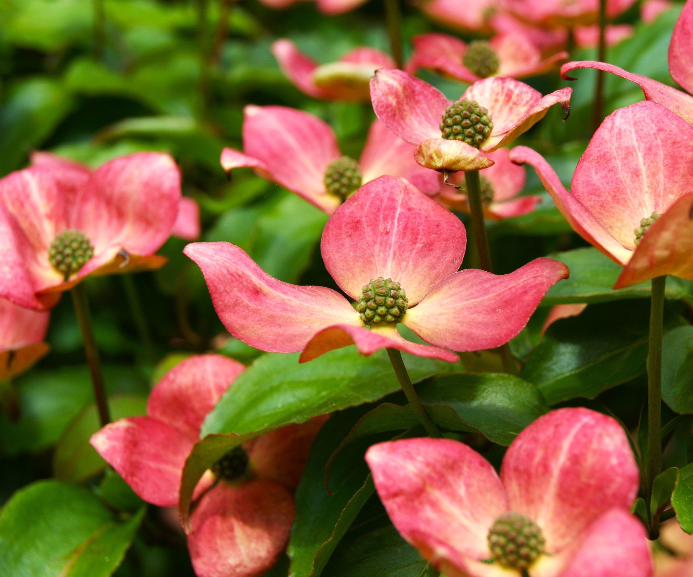 dogwood cornus kousa with pink flowers