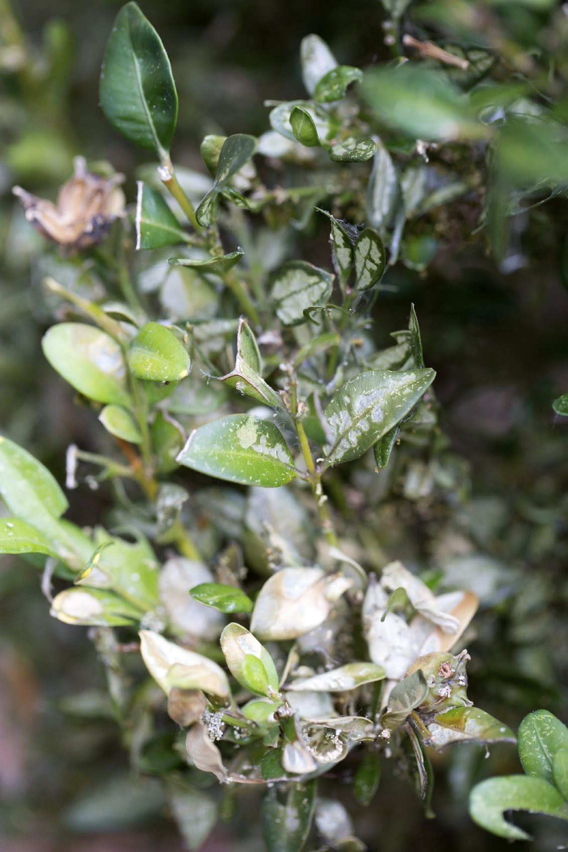 Boxwood Shrubs Damaged By Pests