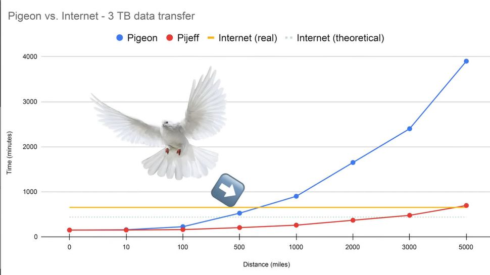 Yes, a Pigeon is Faster for Data Transfer than Gigabit Fiber Internet ...
