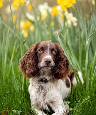 brown and white spaniel lying down on grass with daffodils behind