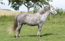 Eriskay pony