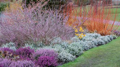 RHS Harlow Carr winter garden planted with Salix gracilistyla ‘Mount Aso', Erica \00d7 darleyensis f. albiflora 'Silberschmelze'