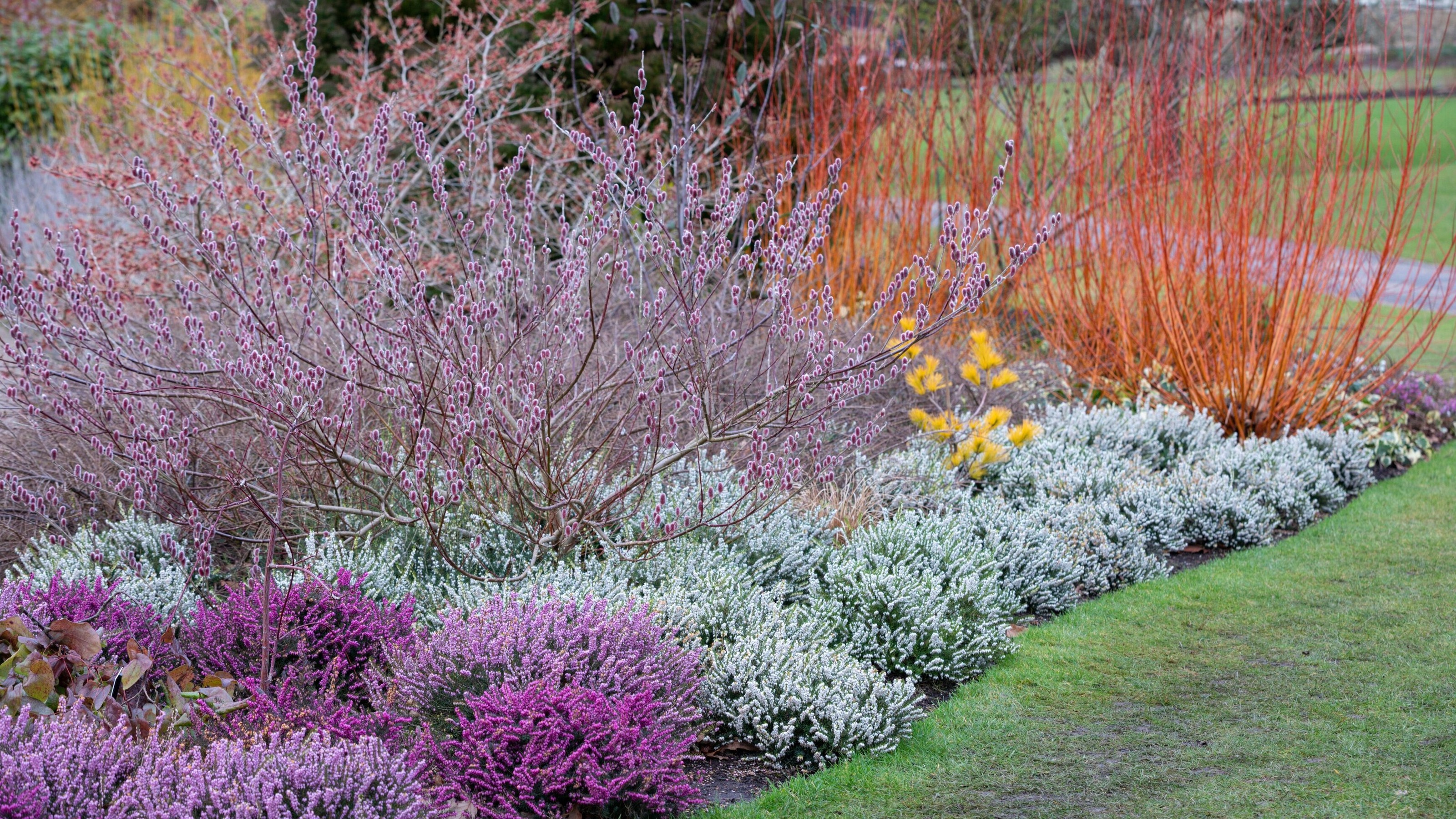 RHS Harlow Carr winter garden planted with Salix gracilistyla ‘Mount Aso&#039;, Erica \00d7 darleyensis f. albiflora &#039;Silberschmelze&#039;