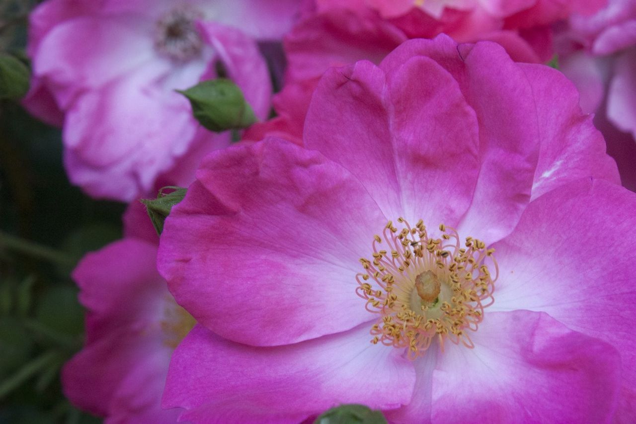 Pink Sub-Zero Roses