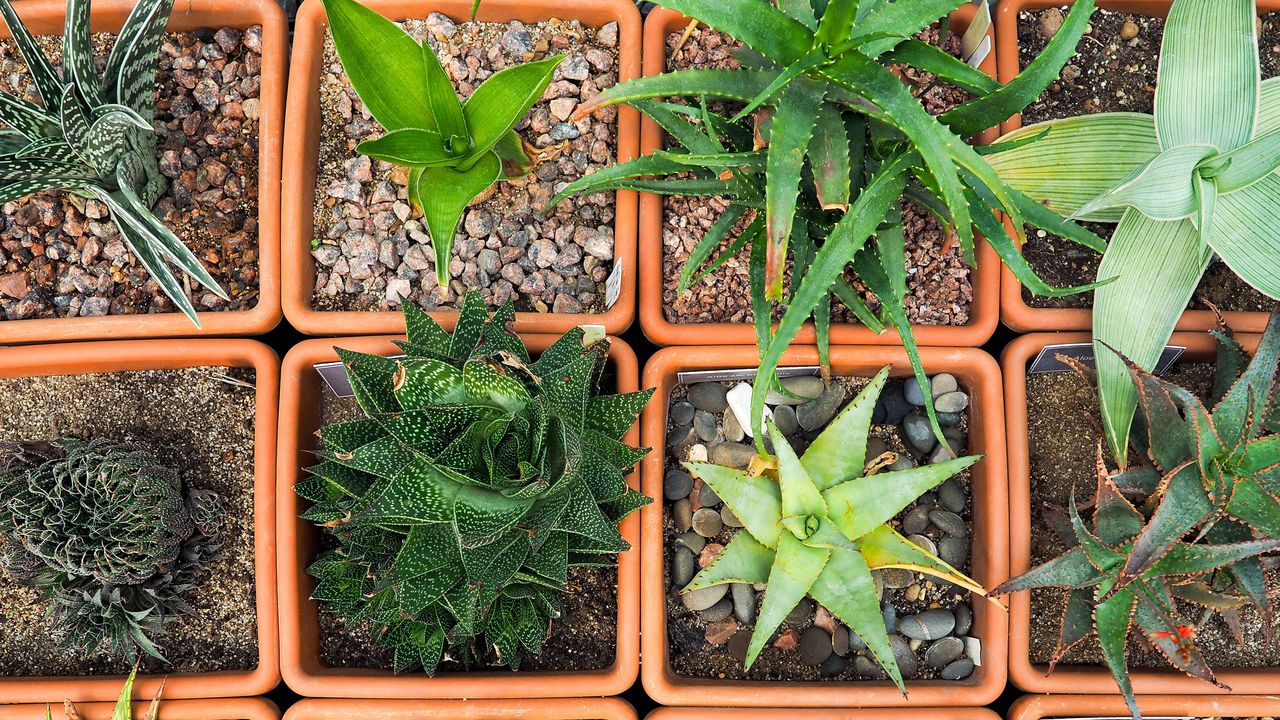 Aerial view of succulent plant selection in orange square planters