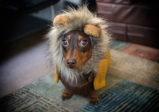 dog in hat