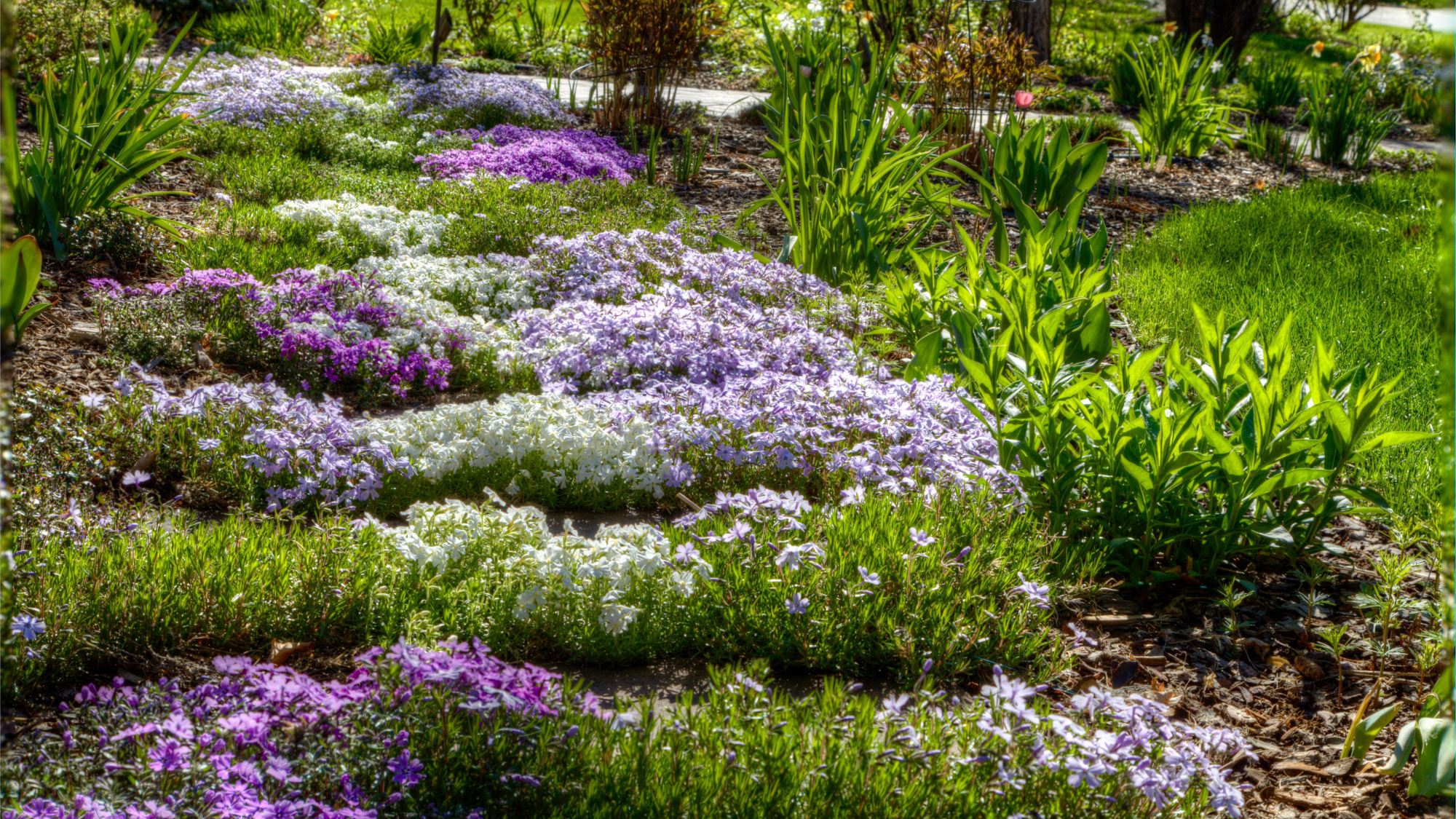 groundcover creeping phlox