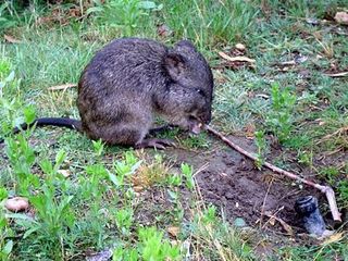 The Long-nosed potaroo who lived just outside the cabin at Warrawong