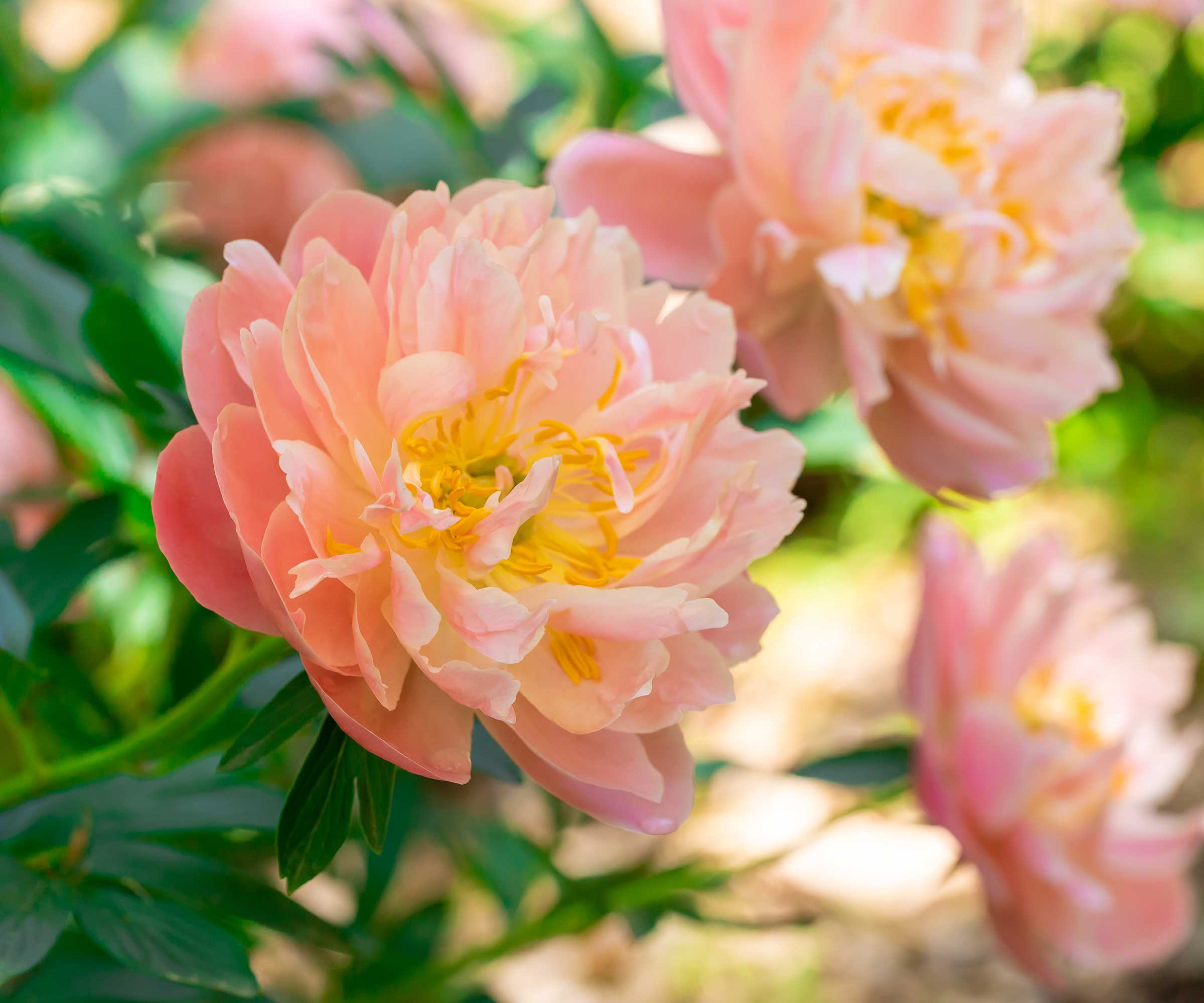 peach-colored peonies close-up