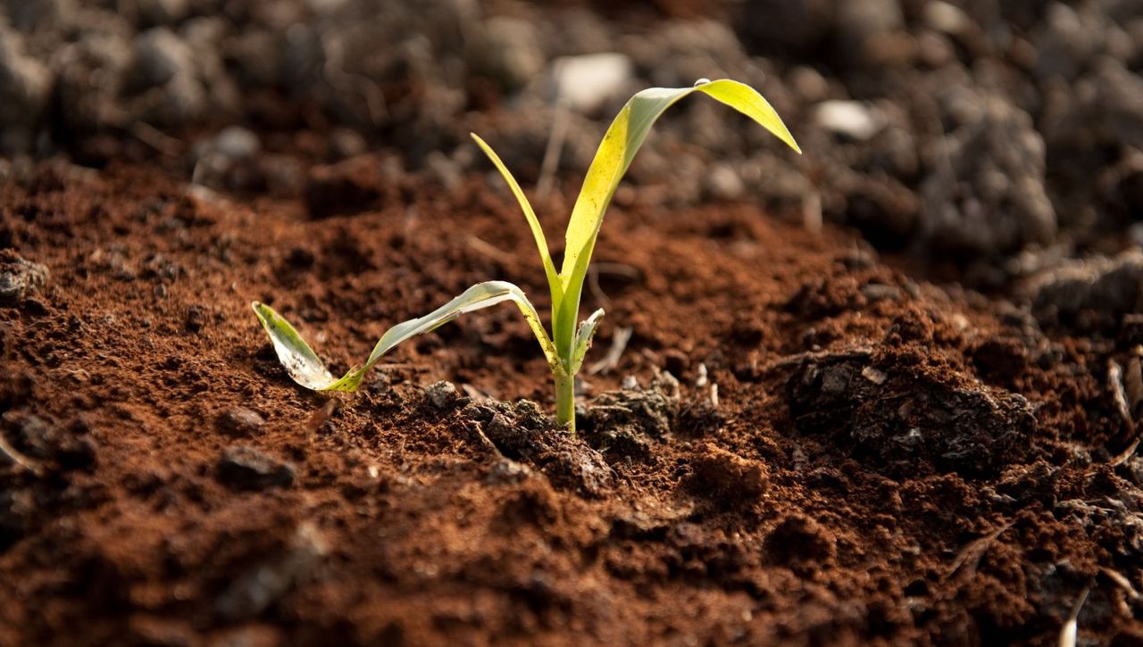 Green plant in soil