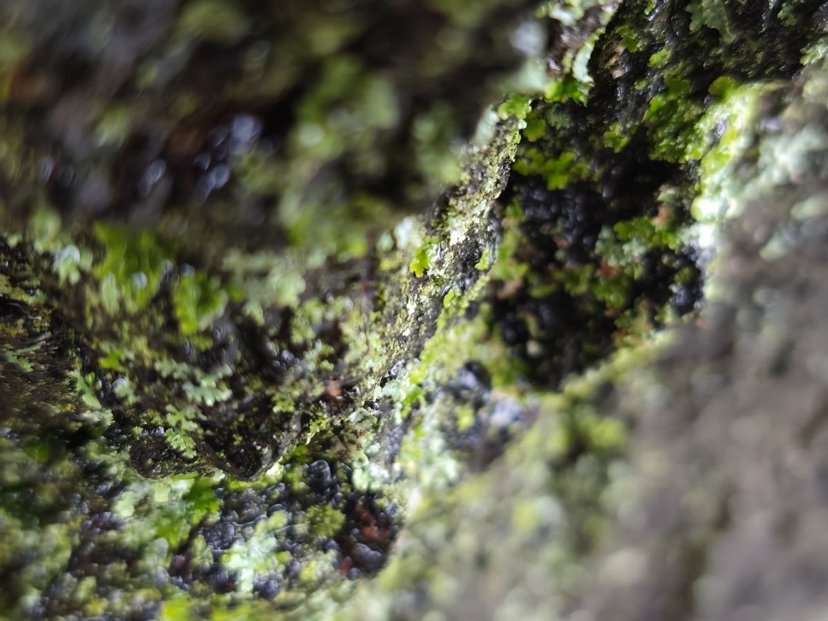 Xiaomi Redmi Note 15 Pro Plus camera sample moss macro 1x zoom