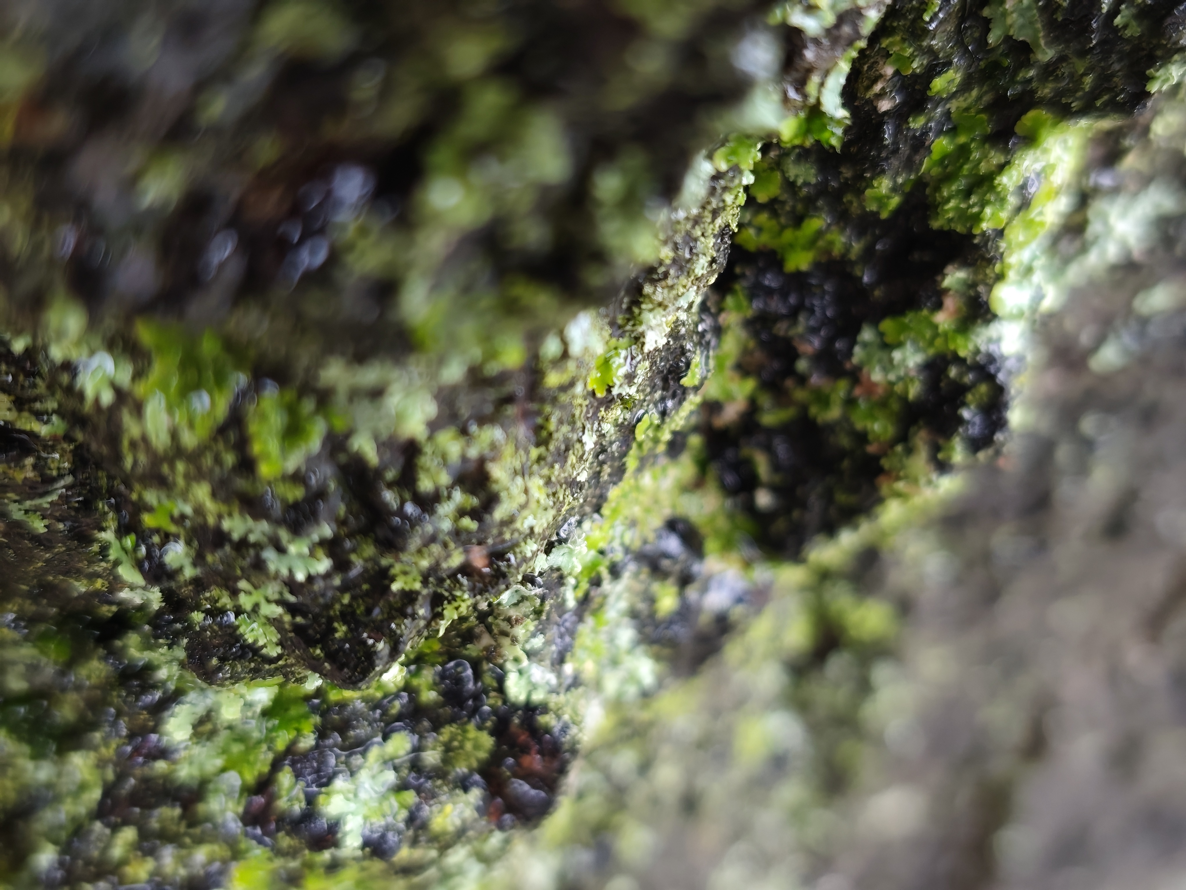 Xiaomi Redmi Note 15 Pro Plus camera sample moss macro 1x zoom