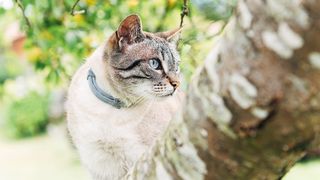 flea collar for cats