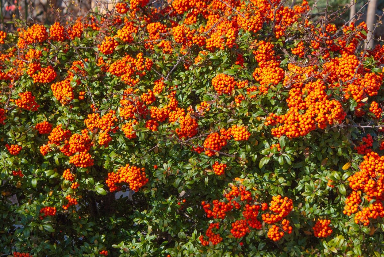 Orange Berried Plants