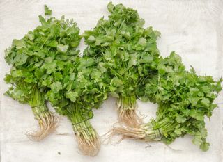 How to grow cilantro - you can eat roots to leaves