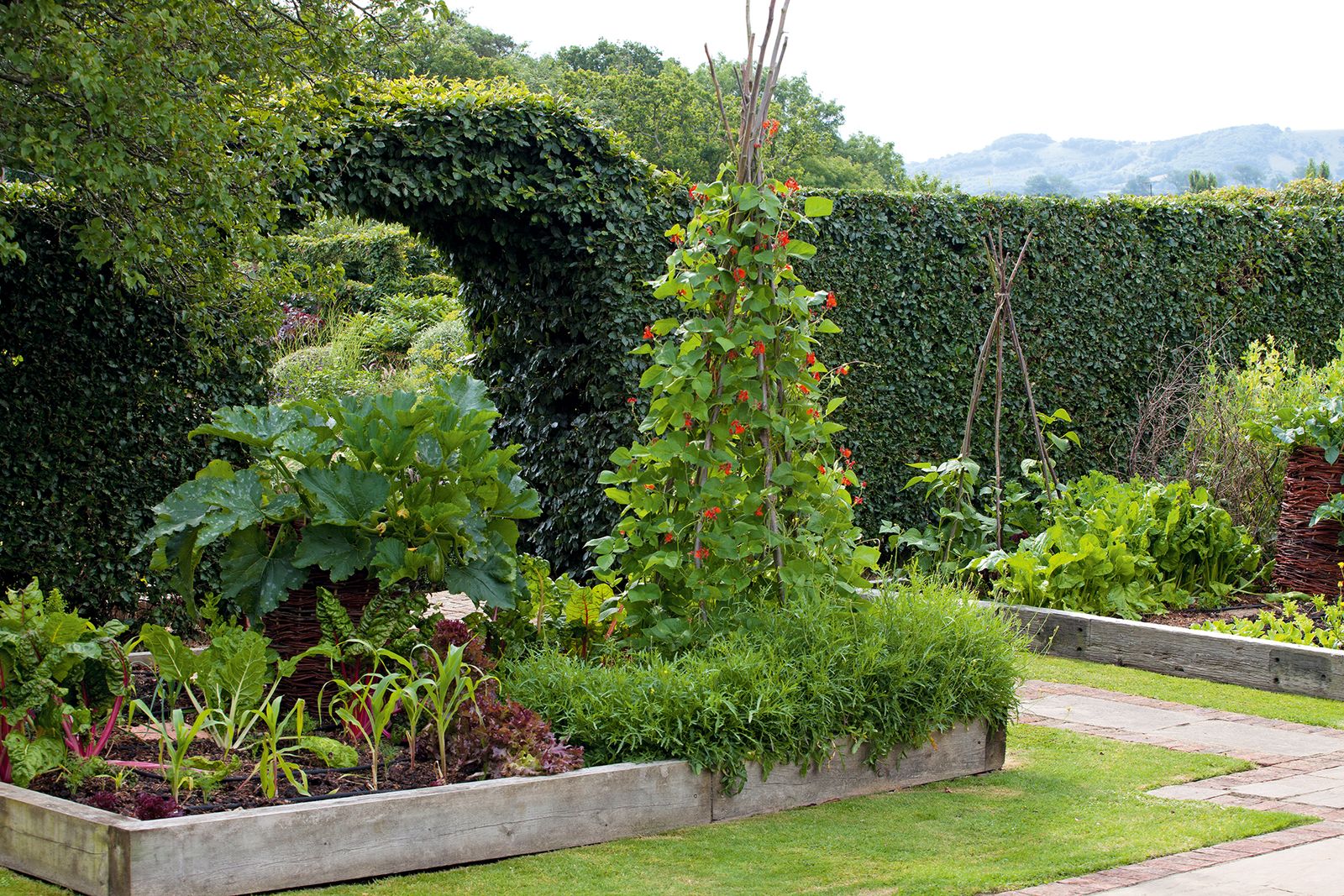 How to grow runner beans – from seed and in pots | Homes & Gardens