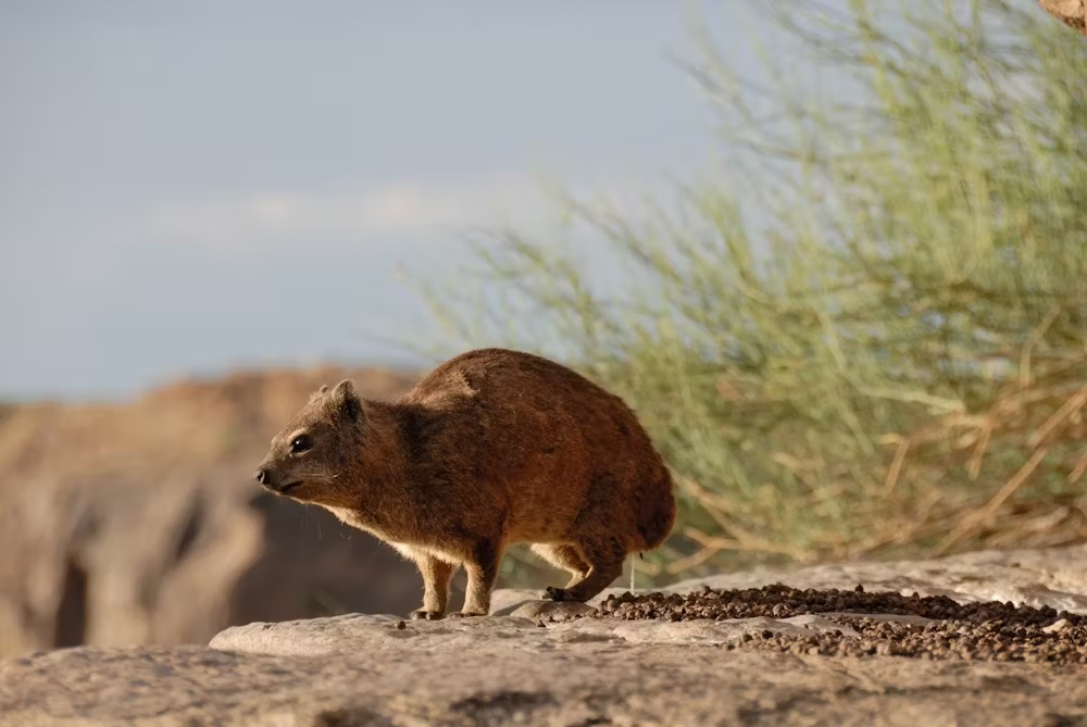 A photo of a hyrax urinating