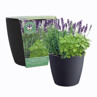 Scented Herbs Growing Gift Set