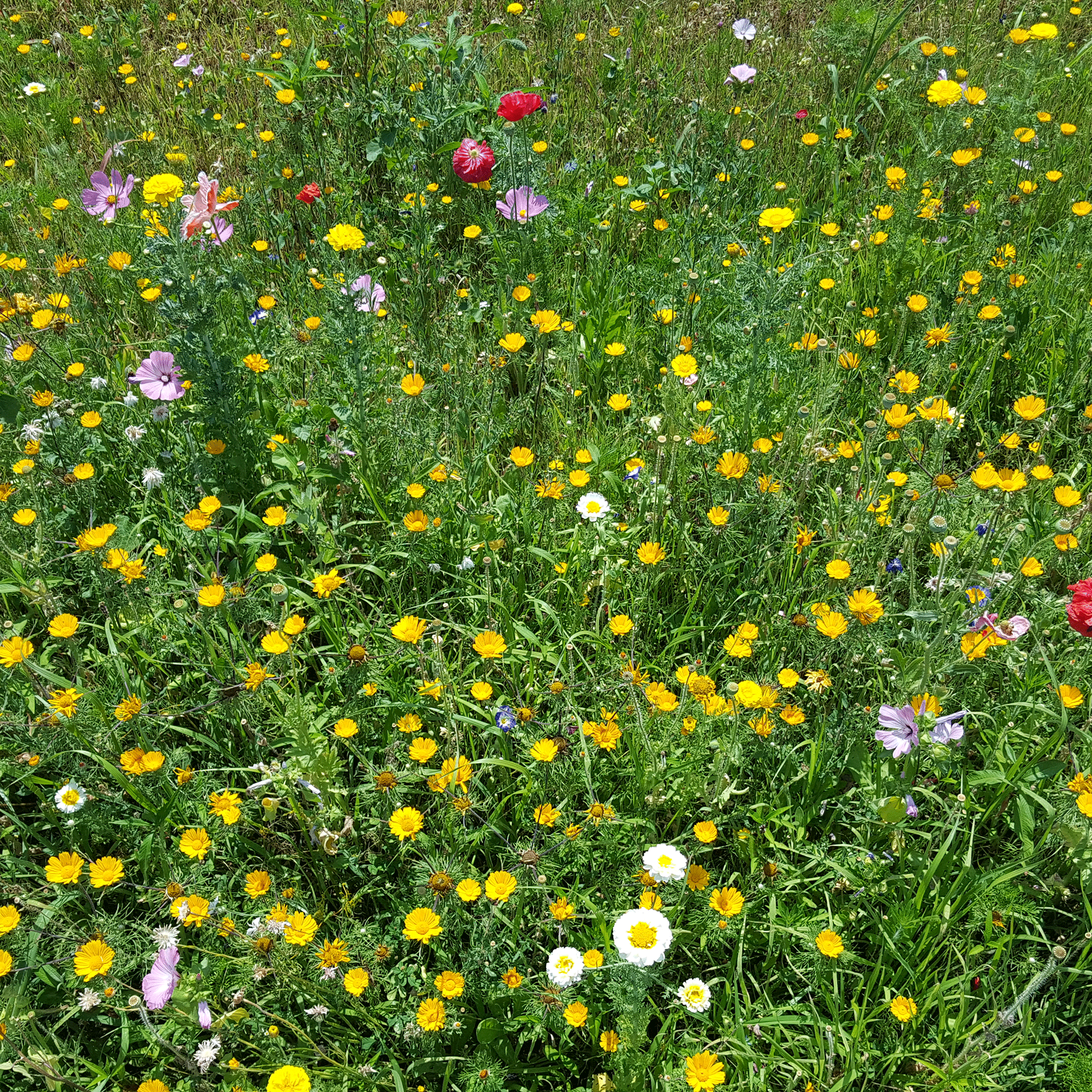 Wildflower lawn 