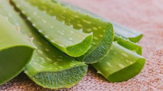 aloe vera stalks