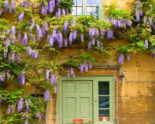 Wisteria growing up a wall of a historic home