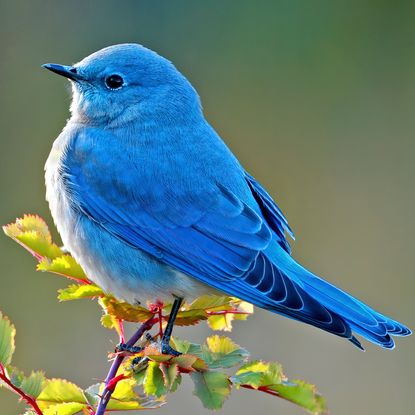 Mountain blue bird sits on a branch