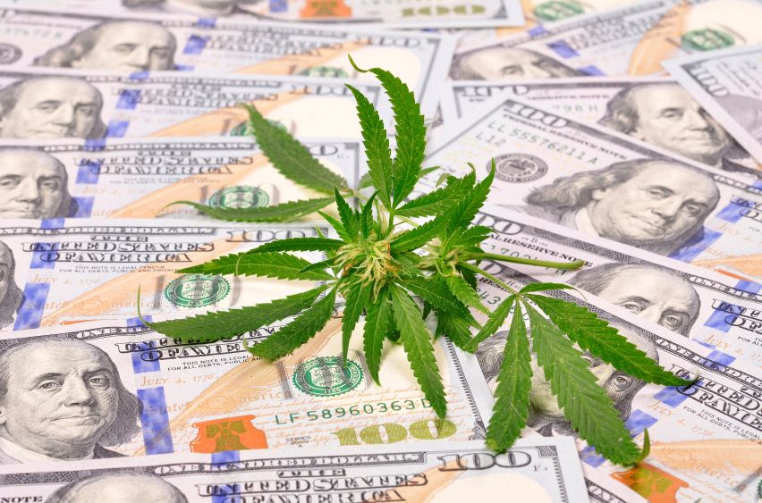 Hemp plant and money.