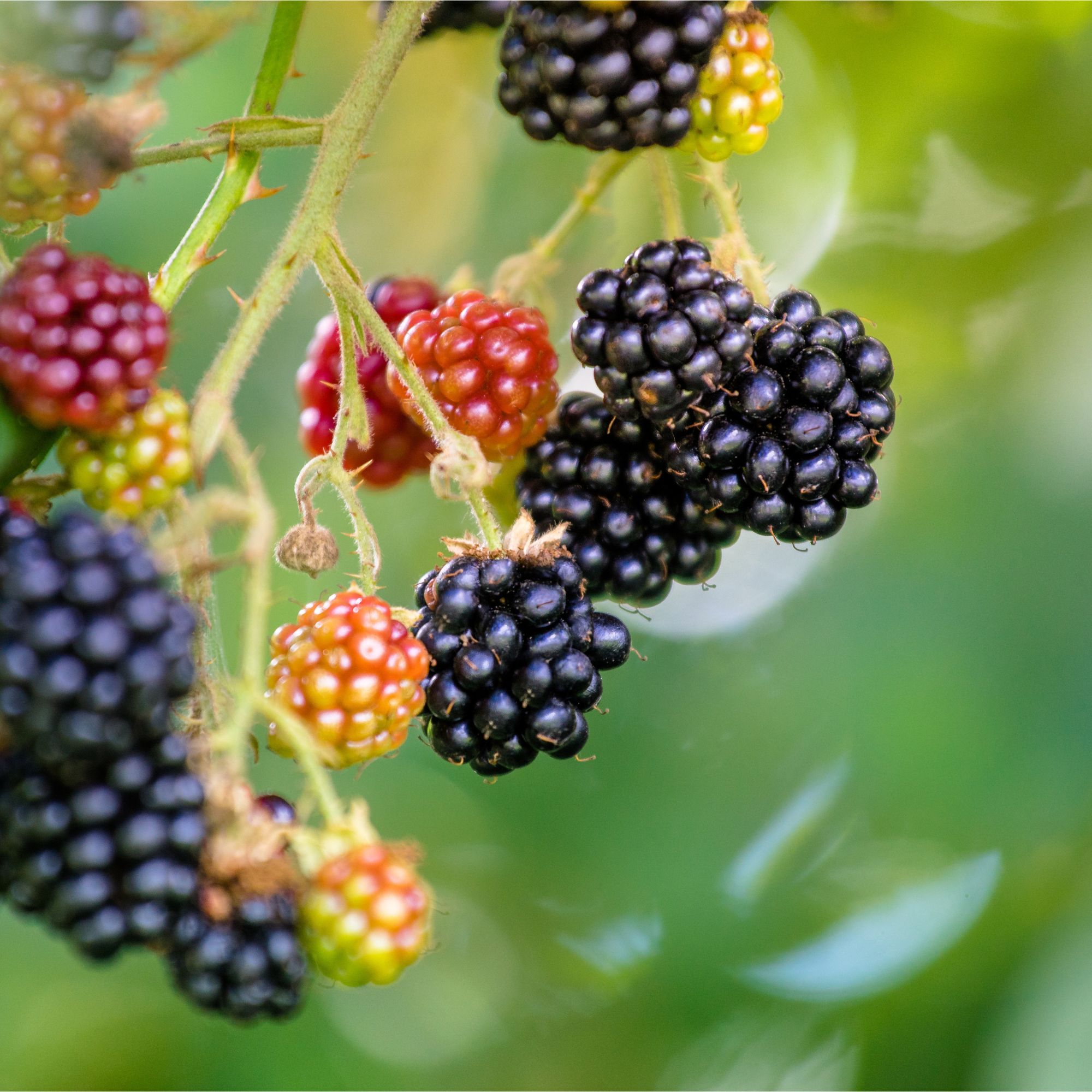 Blackberries growing on blackberry bush