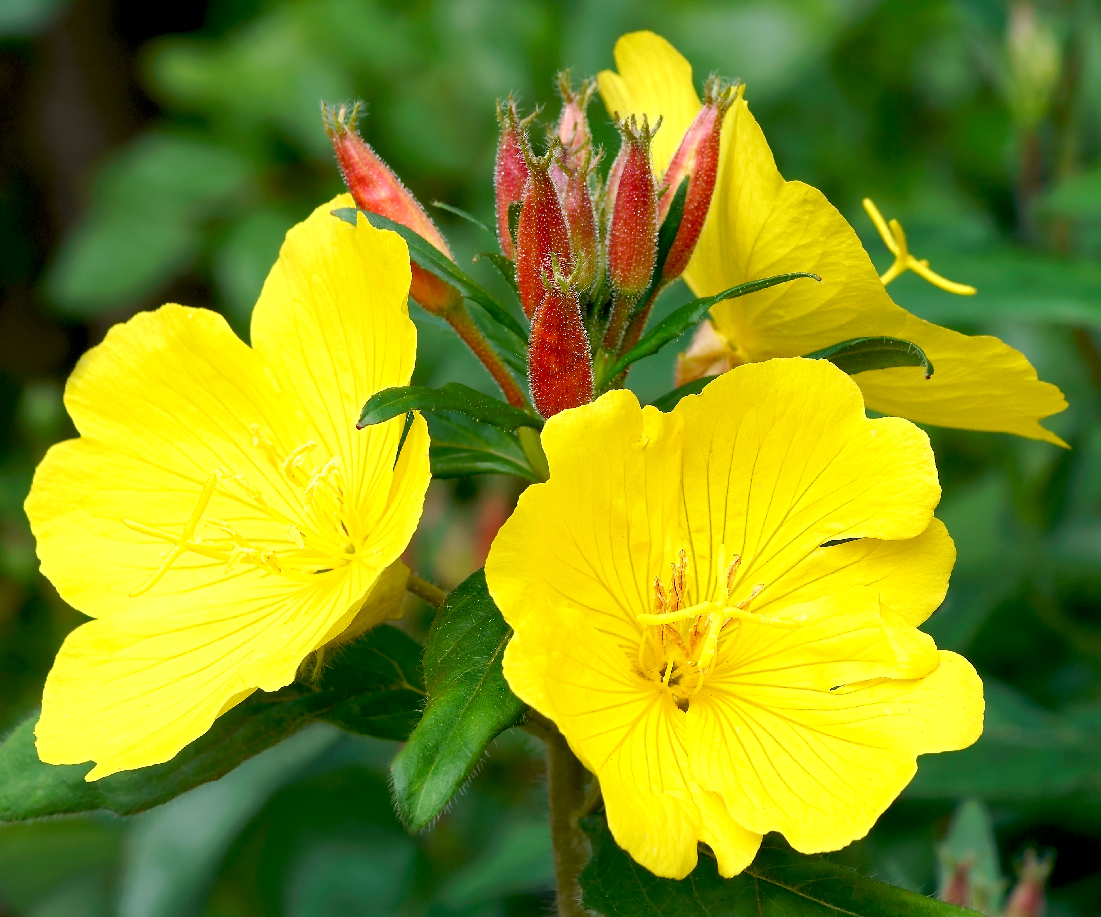 common evening primrose with yellow flowers