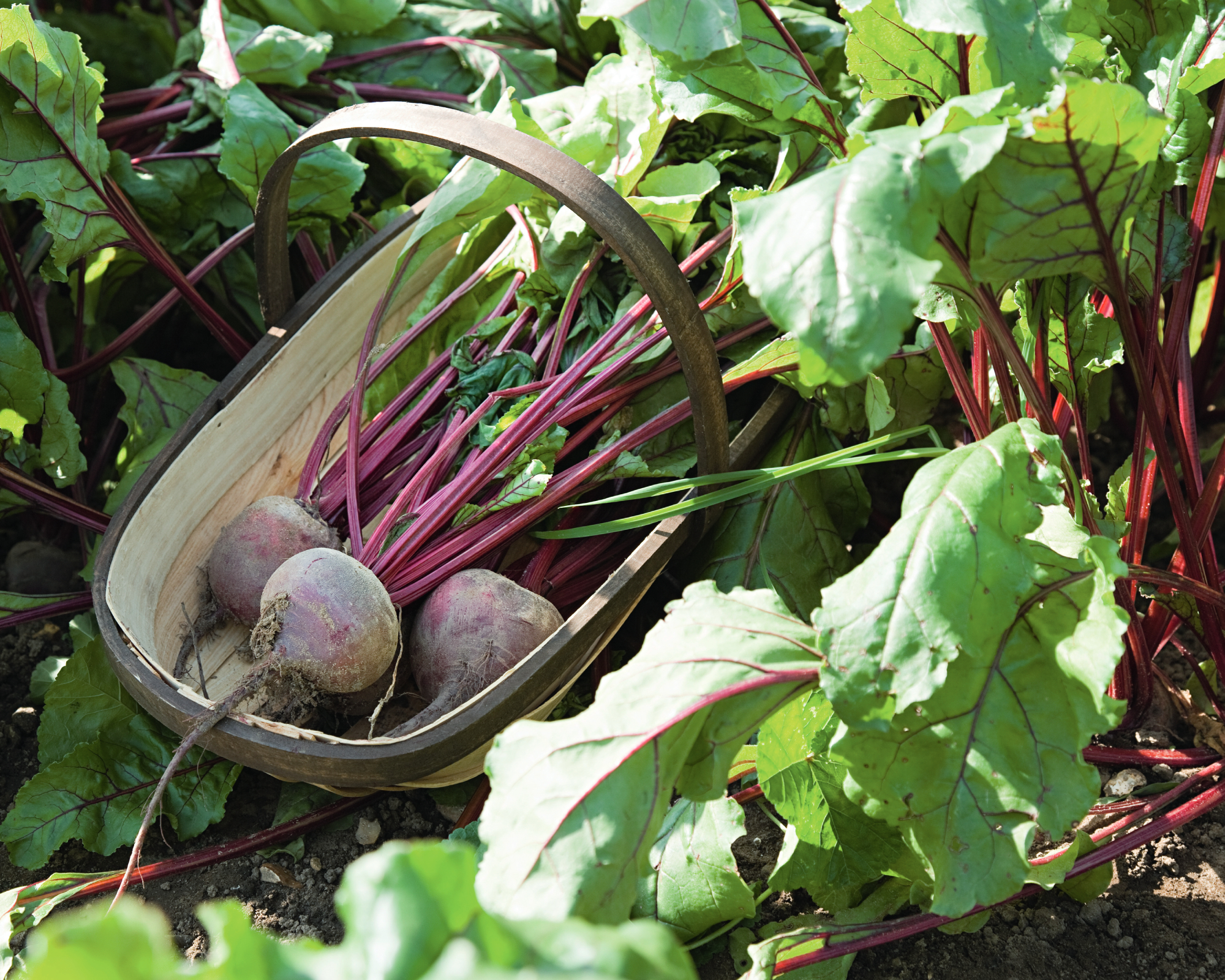 beetroot harvested in a trug in a vegetable bed