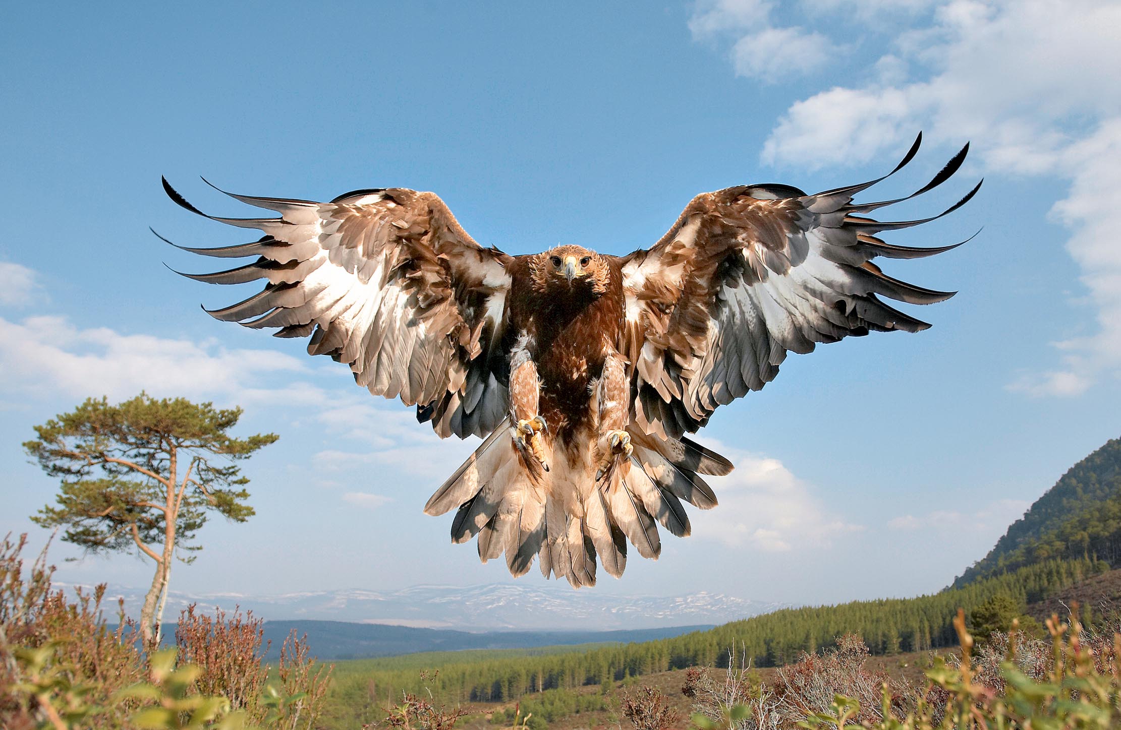 Golden eagle (Aquila chrysaetos) in flight, Cairngorms National Park, Scotland.