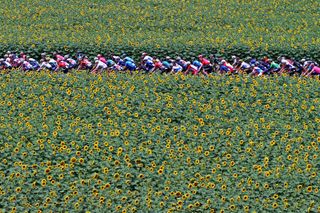 QUILLAN FRANCE JULY 10 The Peloton passing through a Sunflowers field during the 108th Tour de France 2021 Stage 14 a 1837km stage from Carcassonne to Quillan Landscape LeTour TDF2021 on July 10 2021 in Quillan France Photo by Michael SteeleGetty Images