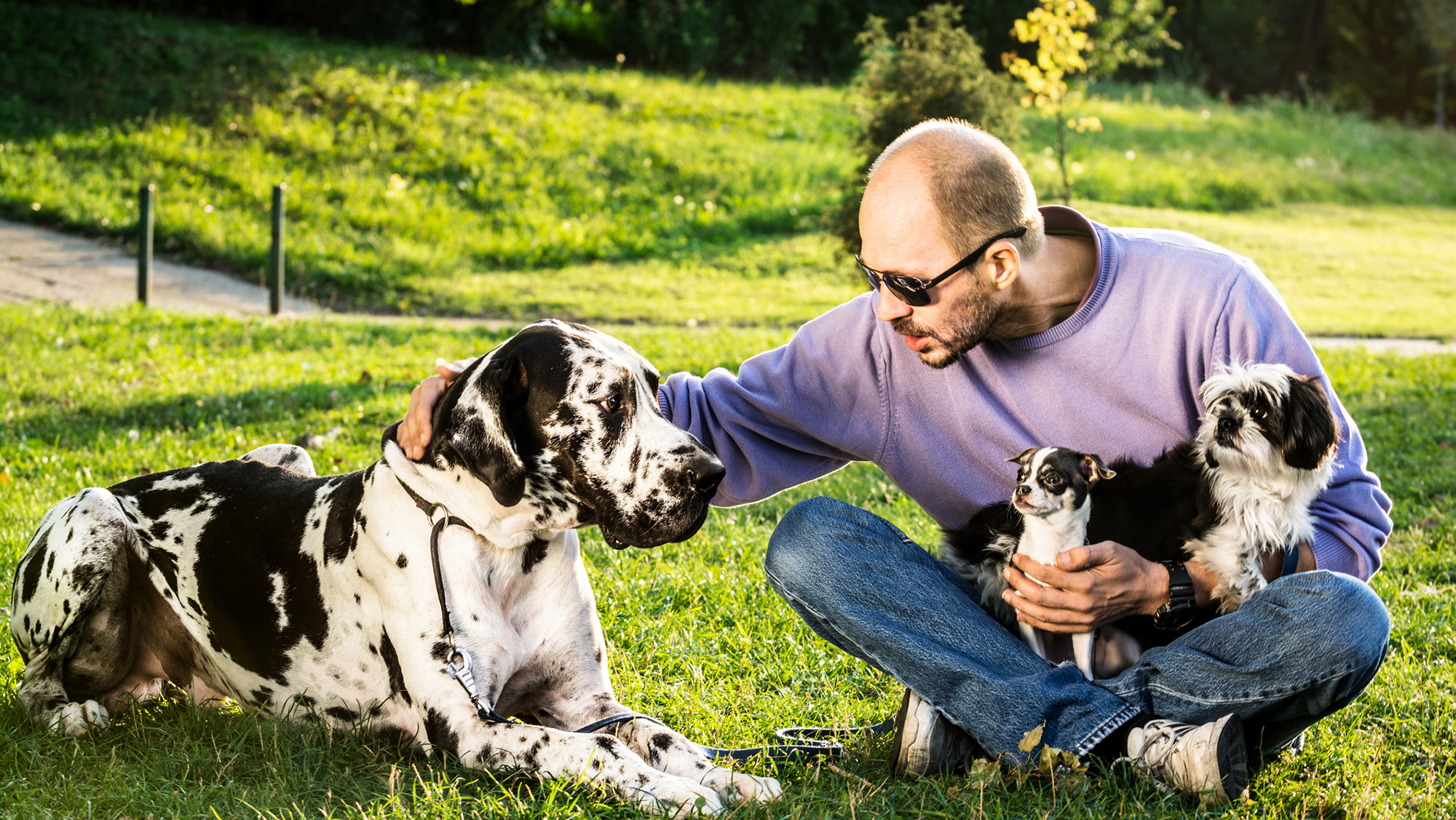 A man sits with two small dogs in his lap and a great dane next to him.