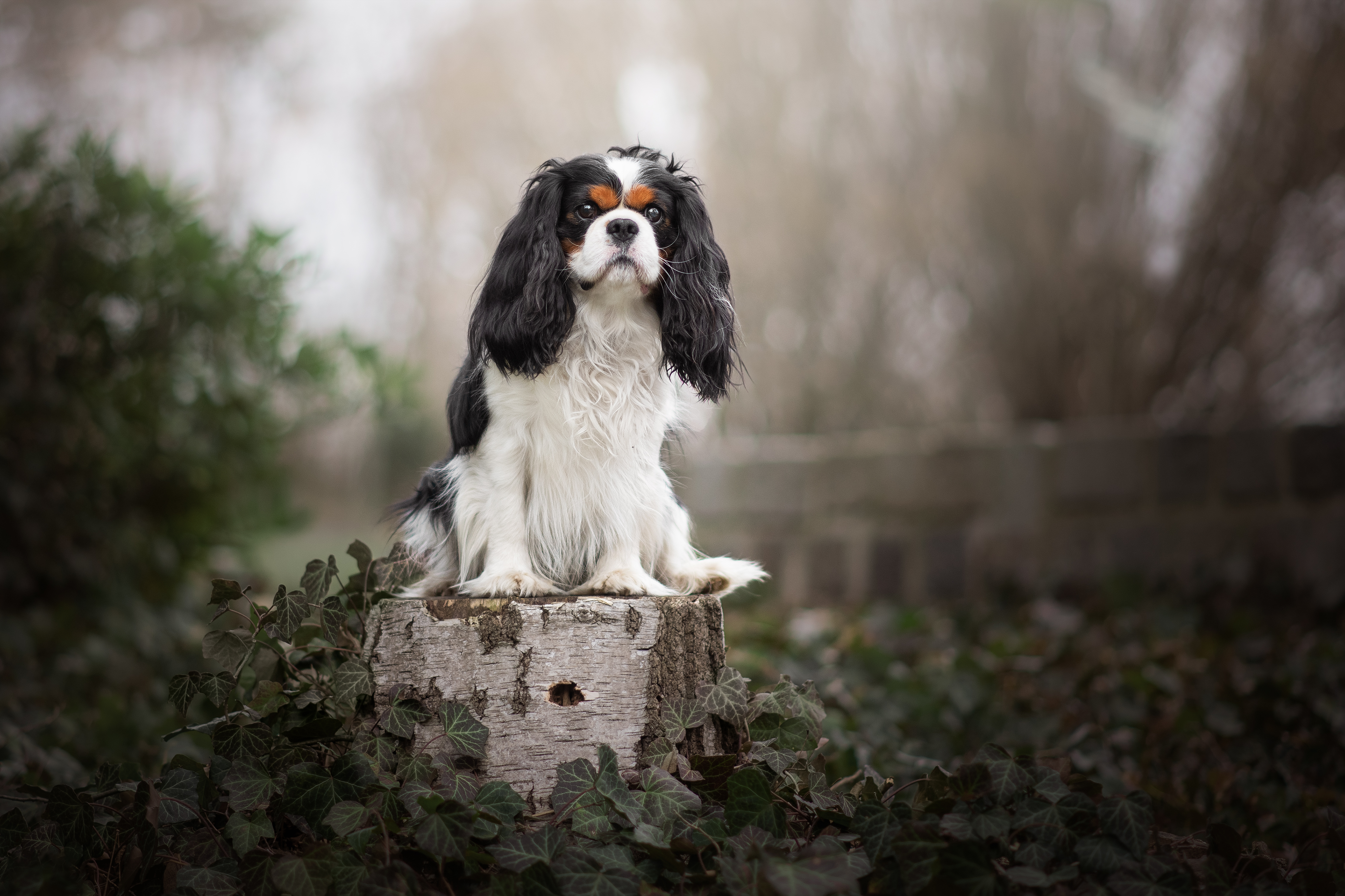 Cavalier King Charles dog sitting on a tree strump