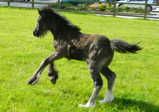 orphaned foals
