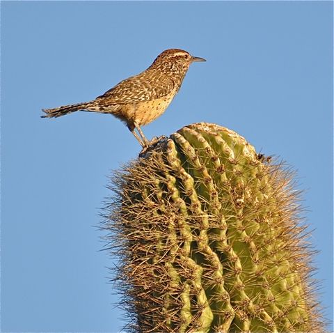 Behold The Cactus Wren Amazing Photos Of The Desert Dwelling Birds Live Science
