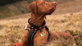 Dog wearing one of the best pet trackers