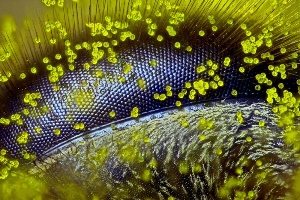 nikon small world contest, photo contest, microphotography