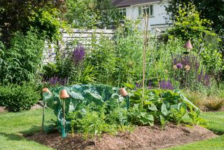 garden in summer with a vegetable patch and flowers