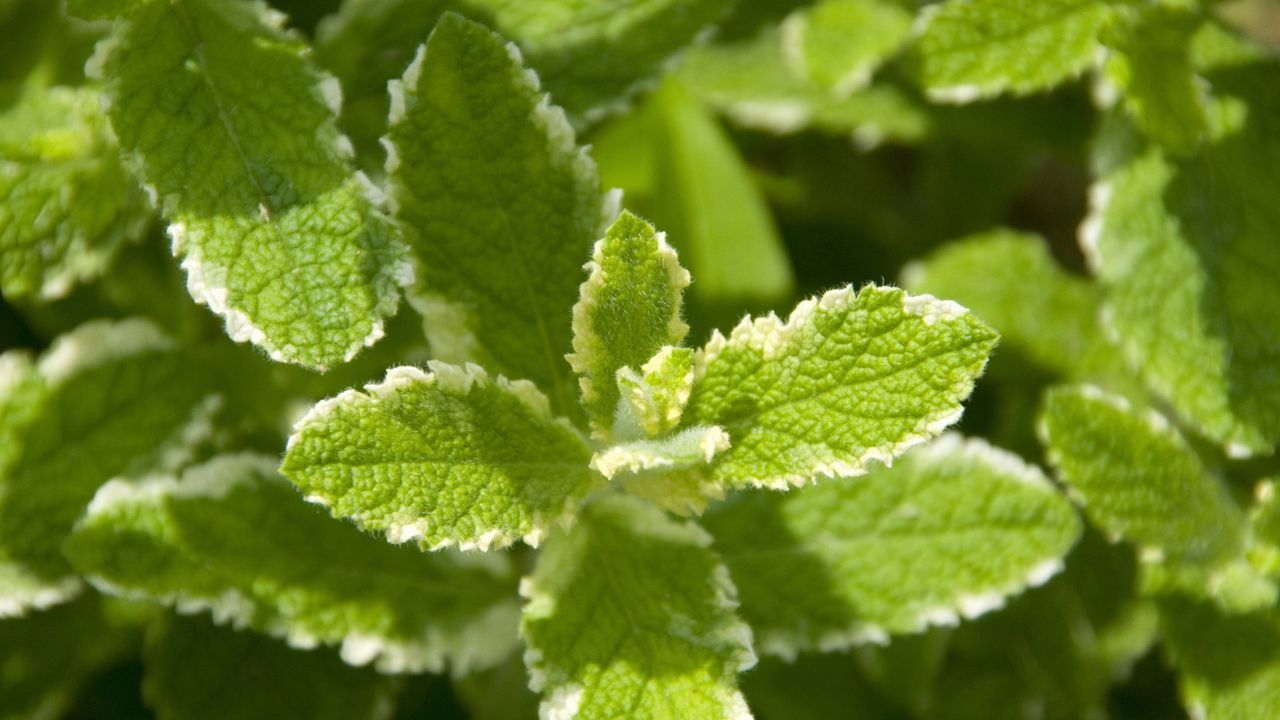 Pineapple mint with variegated foliage growing in sunshine