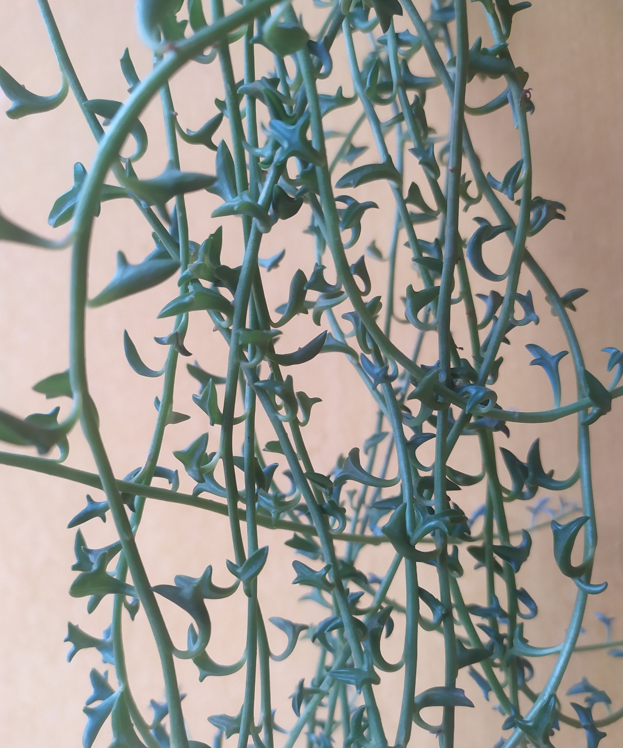 A string of dolphins